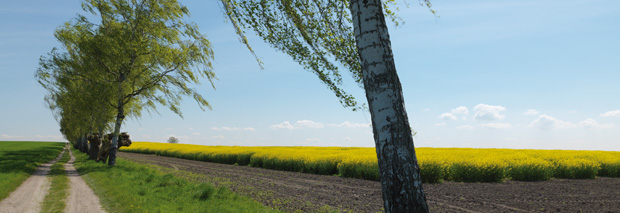 header_bild_weg_raps